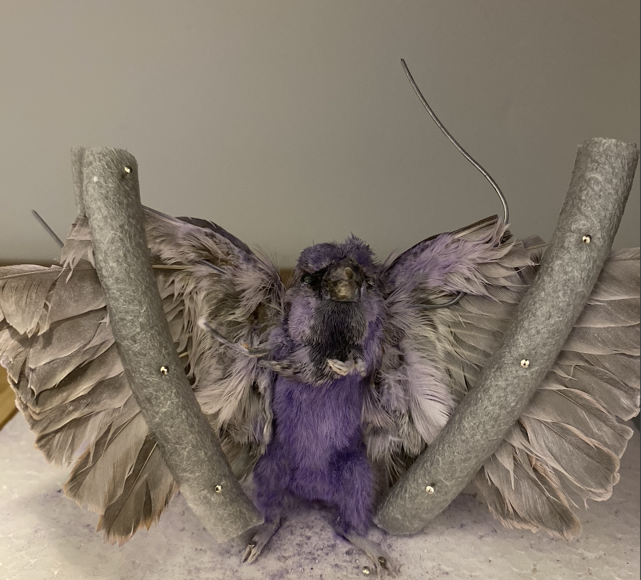 Taxidermy griffin